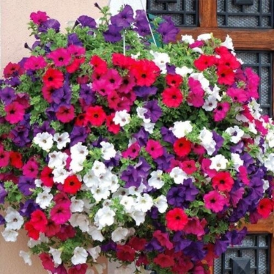 Picture of Global Mix Color Petunia Flower Seeds - 30 Pcs Seeds