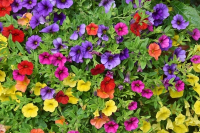 Picture of Global Mix Color Petunia Flower Seeds - 30 Pcs Seeds
