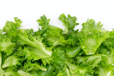 Picture of 30 Pcs All Season Organic Lettuce Grand Rapid Seeds