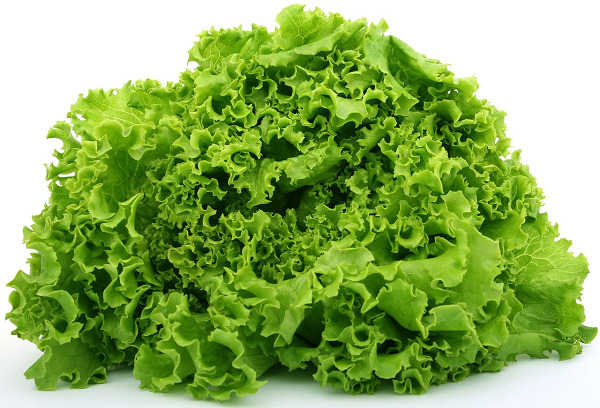 Picture of 30 Pcs All Season Organic Lettuce Grand Rapid Seeds