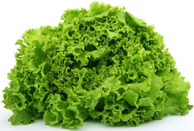 Picture of 30 Pcs All Season Organic Lettuce Grand Rapid Seeds