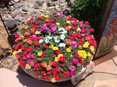 Picture of Global All Season Portulaca Flower Seeds - 40 Pcs Seeds