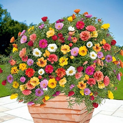 Picture of Global All Season Portulaca Flower Seeds - 40 Pcs Seeds