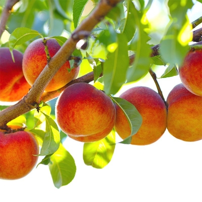 Picture of All Season Peach Tree Seeds - 3 Pcs SeedS