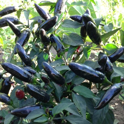 Picture of All Season Natural Spicy Black Chili Seeds 30pcs seeds