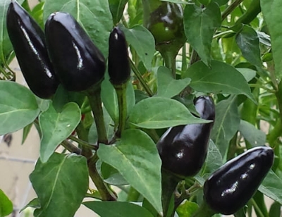 Picture of All Season Natural Spicy Black Chili Seeds 30pcs seeds