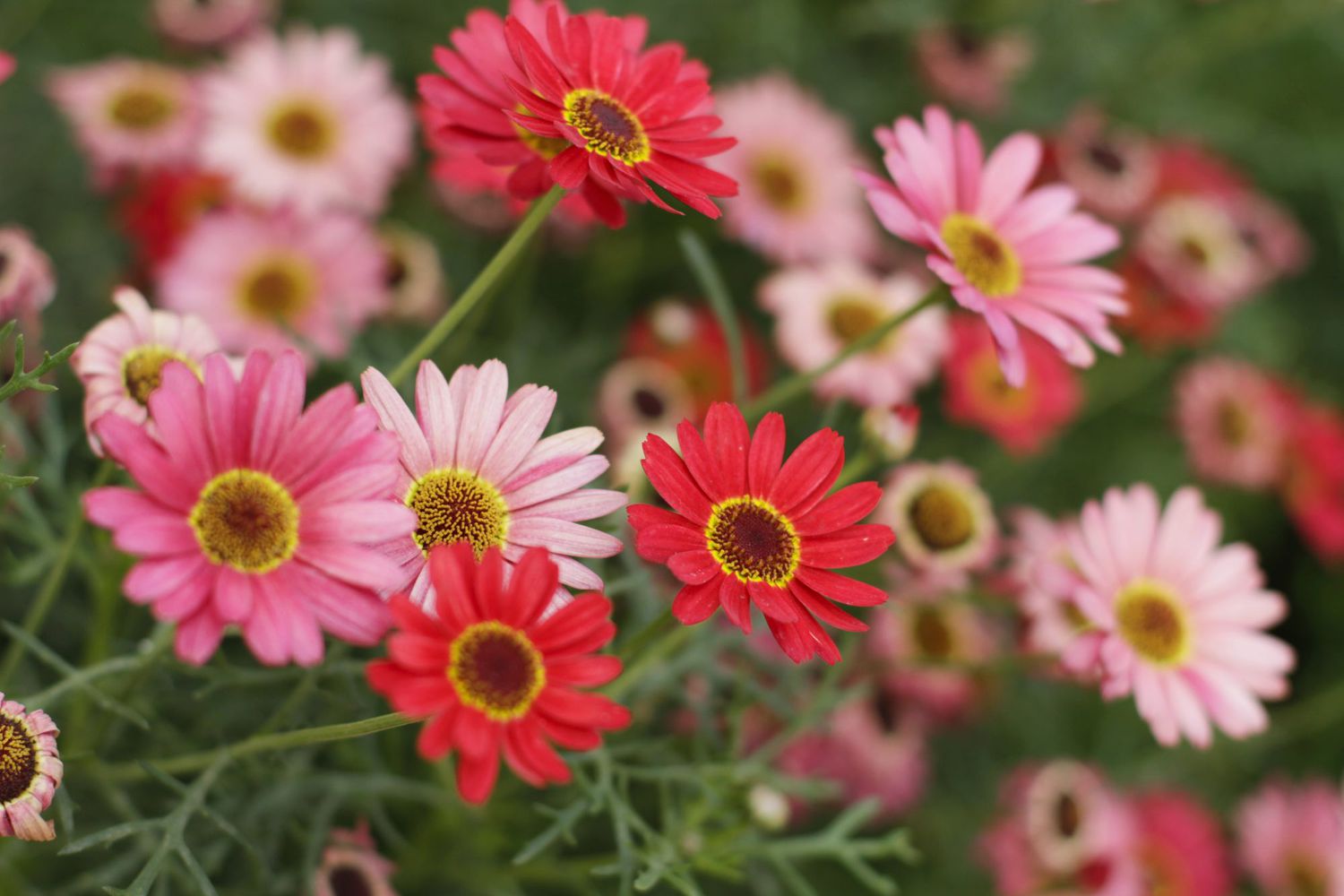 Picture of Global Mix Gerbera Daisy Flower Seeds 20pcs Seeds