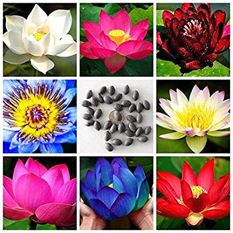 Picture of Global Sholdnut 5 pcs Seeds Dwarf Lotus Flower Mixed Colors Mini Water Lily Flowers