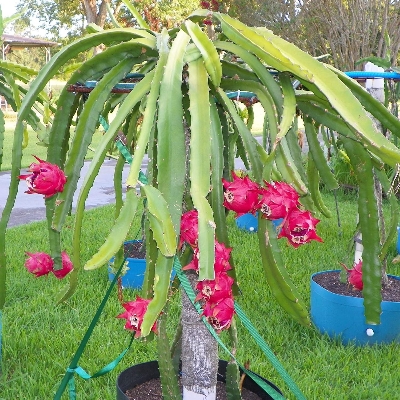 Picture of Giant Dragon Pitaya Fruit Seeds - 20 Pcs Seeds