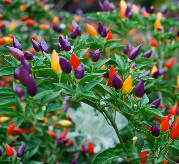 Picture of Organic Ornamental Chilli 30Pcs Seeds