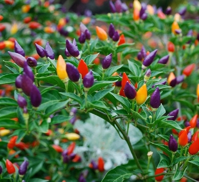 Picture of Organic Ornamental Chilli 30Pcs Seeds