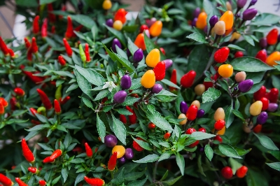 Picture of Organic Ornamental Chilli 30Pcs Seeds