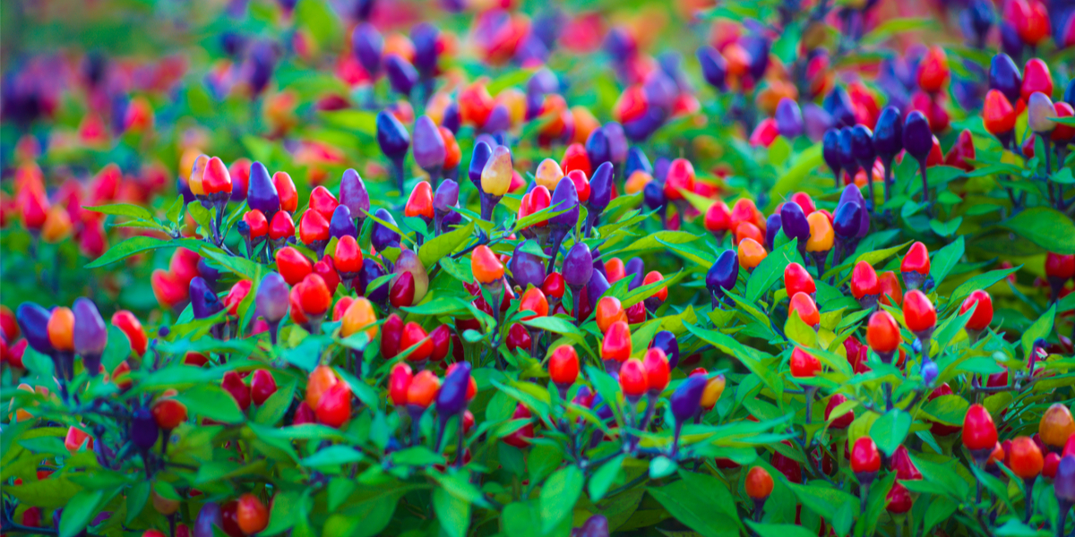 Picture of Organic Ornamental Chilli 30Pcs Seeds