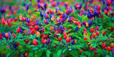 Picture of Organic Ornamental Chilli 30Pcs Seeds