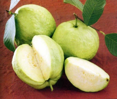 Picture of Thai Sweet Guava Seed- 25Pcs Seeds