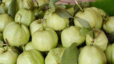 Picture of Thai Sweet Guava Seed- 25Pcs Seeds