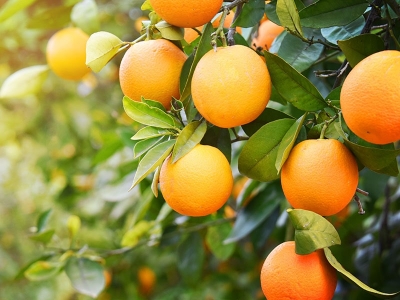 Picture of Global Bonsai Orange Fruit Tree Seeds- 10 Pcs SeedS