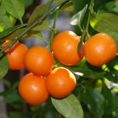 Picture of Global Bonsai Orange Fruit Tree Seeds- 10 Pcs SeedS
