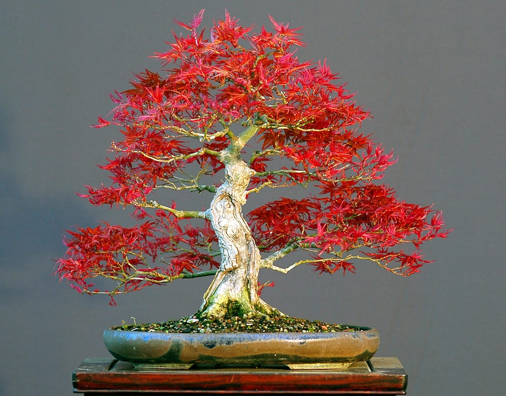 Picture of Japanese Bonsai Mini Red Maple Tree  -15 Pcs Seeds