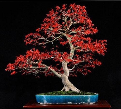 Picture of Japanese Bonsai Mini Red Maple Tree  -15 Pcs Seeds