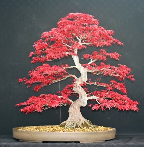 Picture of Japanese Bonsai Mini Red Maple Tree  -15 Pcs Seeds