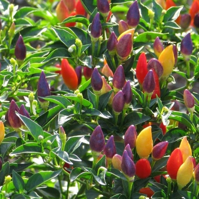 Picture of All Season organic Ornamental Chili Seeds - 25 Pcs Seeds
