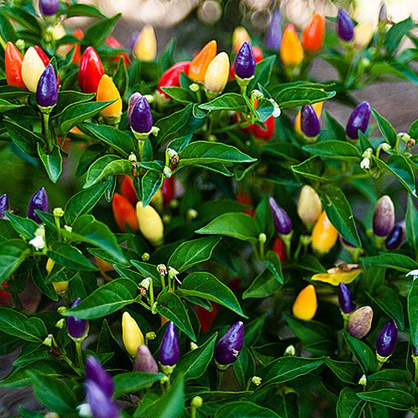 Picture of All Season organic Ornamental Chili Seeds - 25 Pcs Seeds