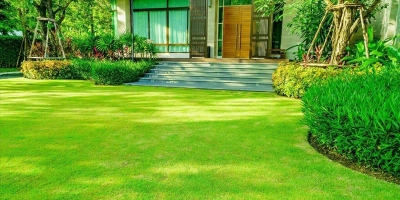 Picture of All Season Global Lawn Green Grass Seeds -200 Pcs Seeds