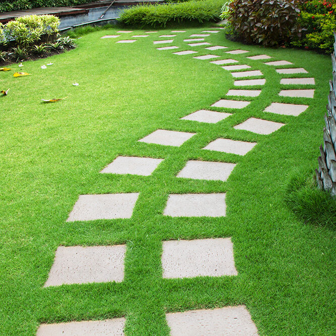 Picture of All Season Global Lawn Green Grass Seeds -200 Pcs Seeds