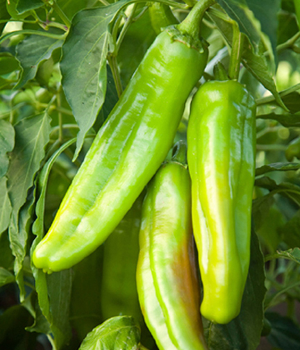 Picture of Imported Sweet Big Banana Green Chilly Seeds - 30 Pieces seeds