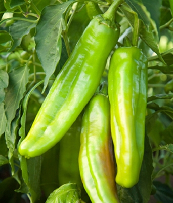 Picture of Imported Sweet Big Banana Green Chilly Seeds - 30 Pieces seeds