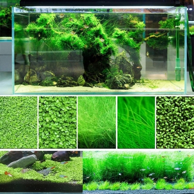 Picture of 300+ Pcs Aquarium Grass seeds - 300+ Seeds