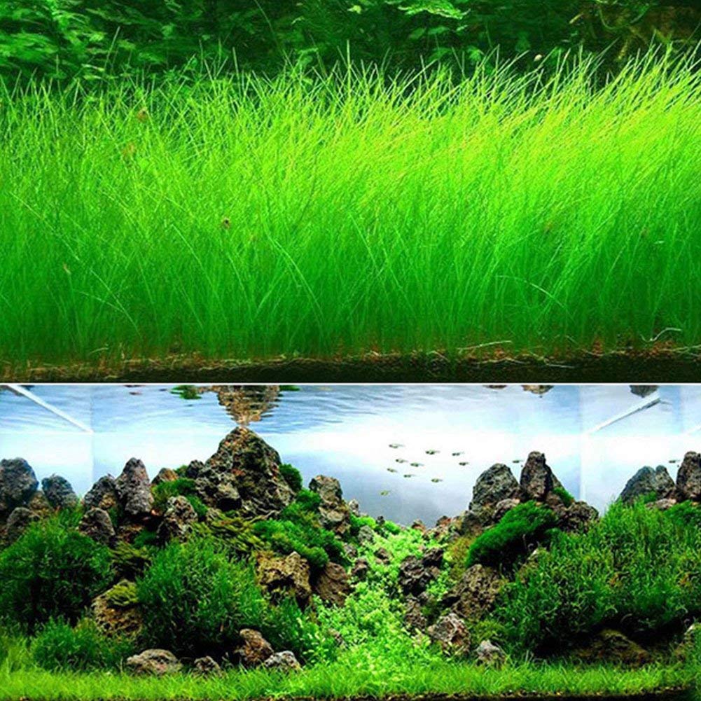 Picture of 300+ Pcs Aquarium Grass seeds - 300+ Seeds