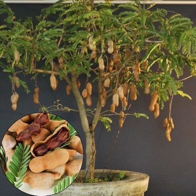 Picture of Bonsai Sweet Tamarind Tree Seeds -10 Pcs Global Seeds