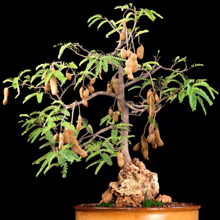 Picture of Bonsai Sweet Tamarind Tree Seeds -10 Pcs Global Seeds