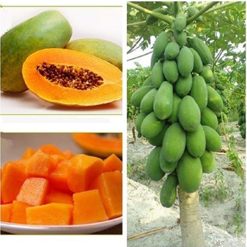 Picture of Papaya Plants seeds 10+pcs seeds ( )