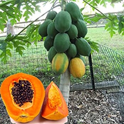 Picture of Papaya Plants seeds 10+pcs seeds ( )