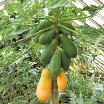 Picture of Papaya Plants seeds 10+pcs seeds ( )