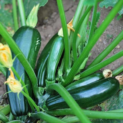 Picture of Golobal Rare Garden Zucchini Squash Seeds - 5 Pcs Seeds (intack Paket)