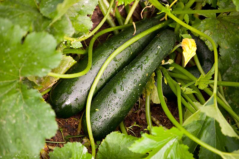 Picture of Golobal Rare Garden Zucchini Squash Seeds - 5 Pcs Seeds (intack Paket)