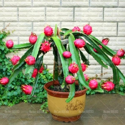 Picture of Global Bonsai Pitaya fruit tree plants Seed-25 Pcs seeds