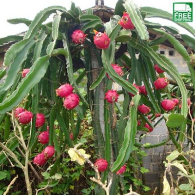 Picture of Global Bonsai Pitaya fruit tree plants Seed-25 Pcs seeds
