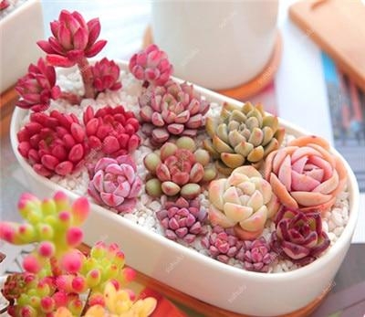 Picture of Global Sedeveria Letizia Cactus Seeds - 20 Pcs Seeds (Imported Seeds)