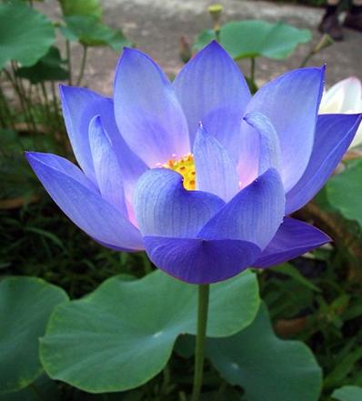 Picture of Japan Exotic Blue Lotus Flower 5pcs Seeds
