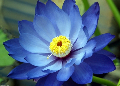 Picture of Japan Exotic Blue Lotus Flower 5pcs Seeds