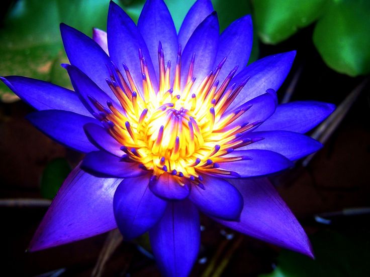 Picture of Japan Exotic Blue Lotus Flower 5pcs Seeds
