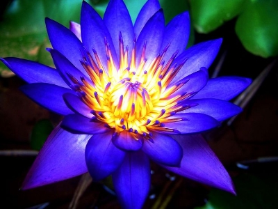 Picture of Japan Exotic Blue Lotus Flower 5pcs Seeds