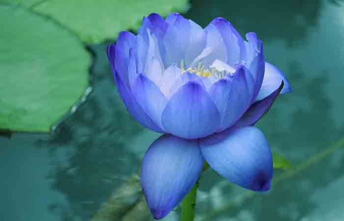 Picture of Japan Exotic Blue Lotus Flower 5pcs Seeds