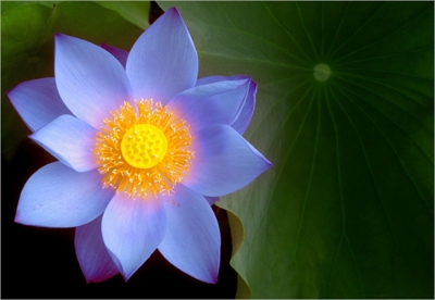 Picture of Japan Exotic Blue Lotus Flower 5pcs Seeds