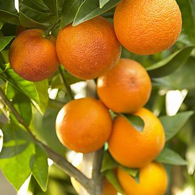 Picture of Sweet Orange Fruit Tree Seeds- 10 Pcs Seeds